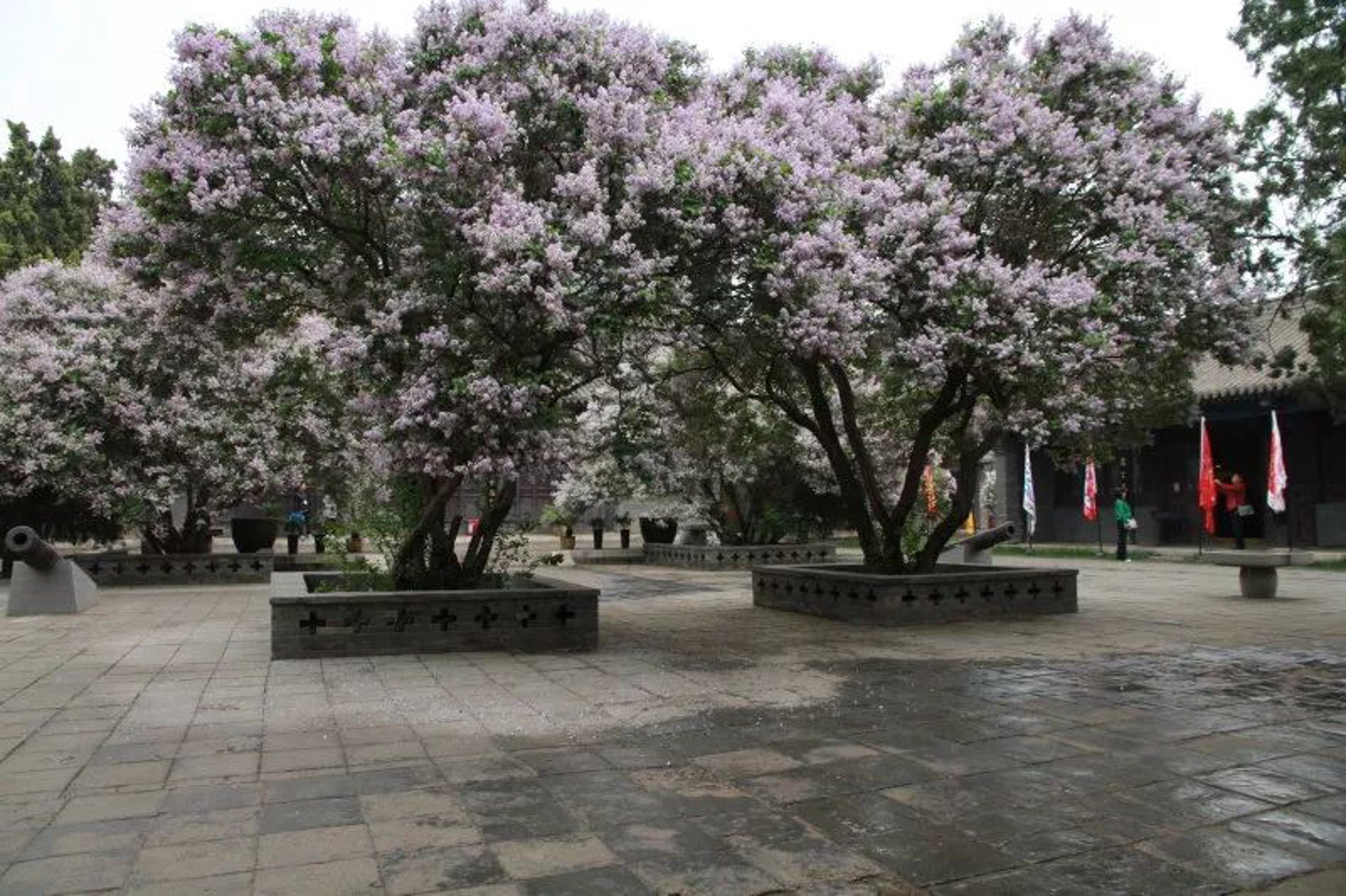 百结花咨询