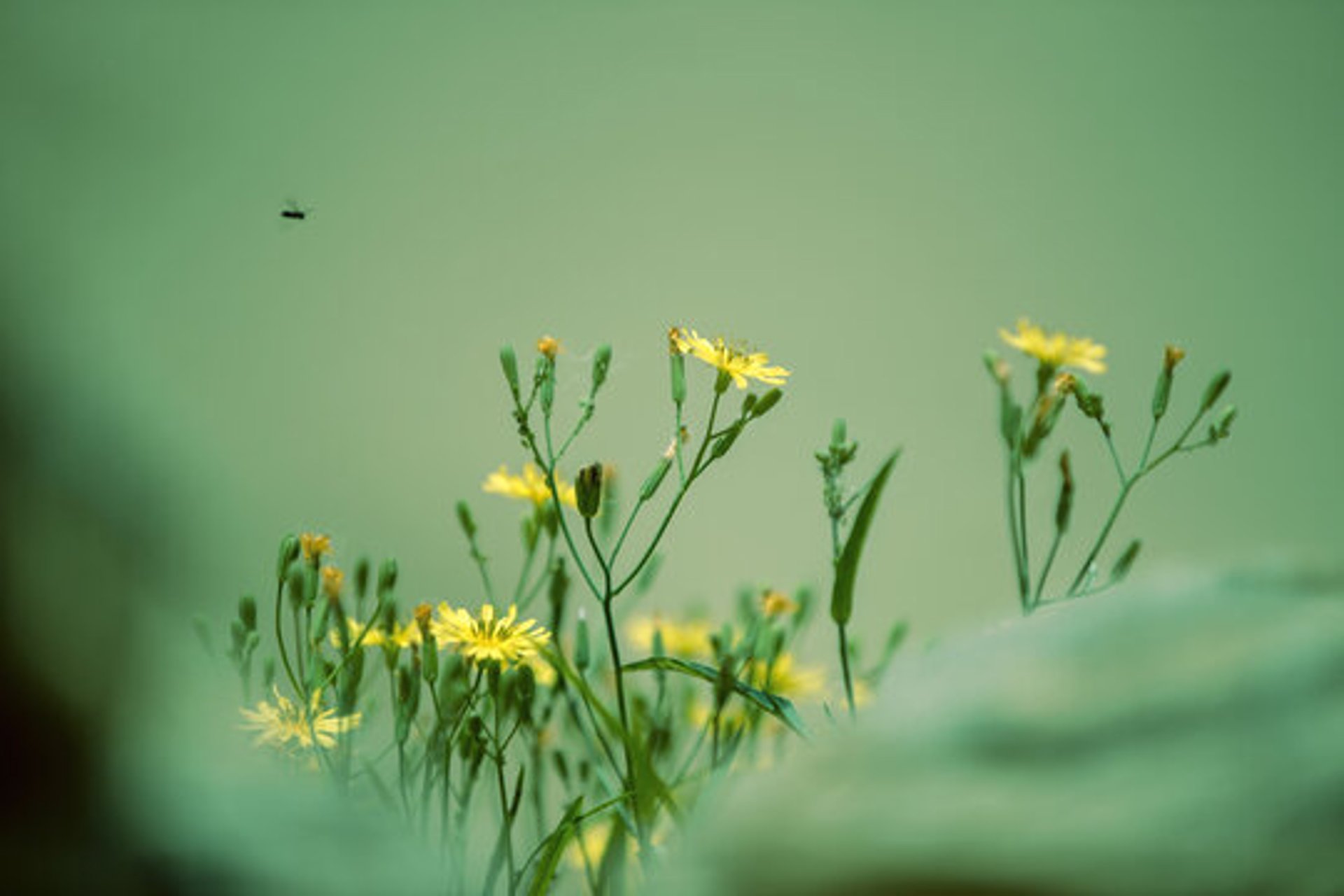 百结花咨询